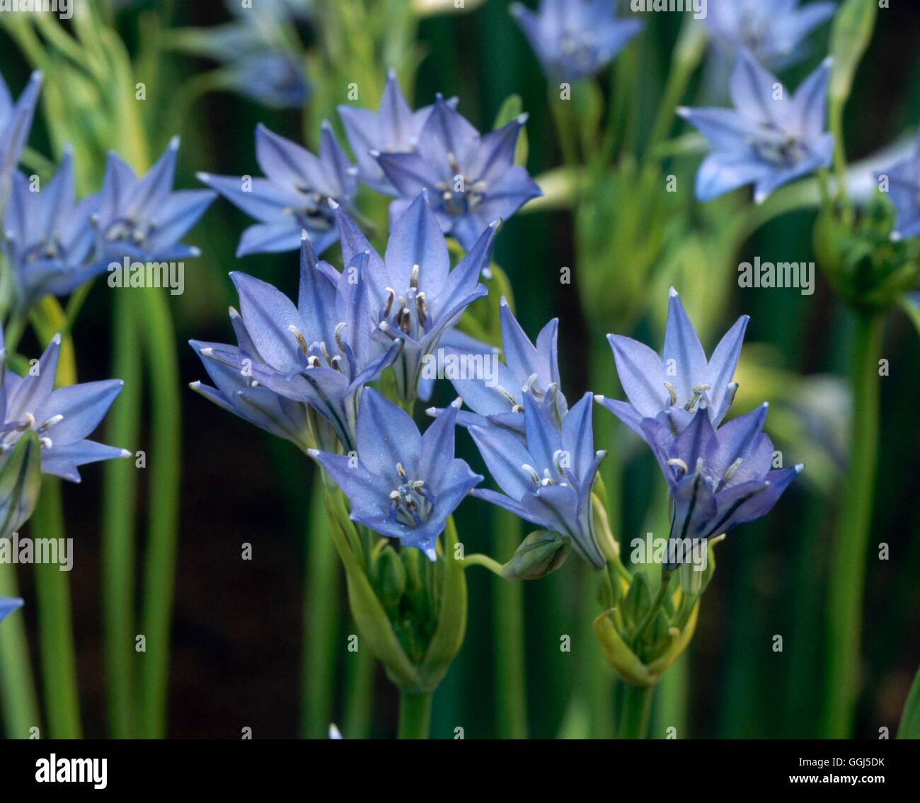 Triteleia laxa - `Koningin Fabiola' BUL071358 Stock Photo - Alamy